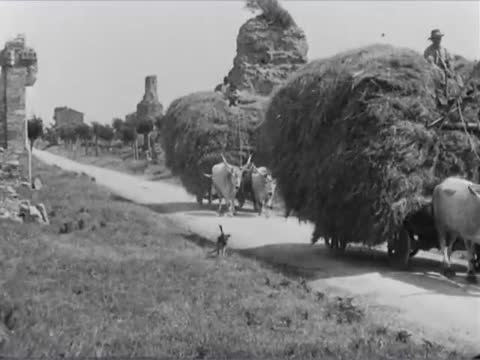 Oxen on the Appian Way, Appian Way, Rome, Italy
