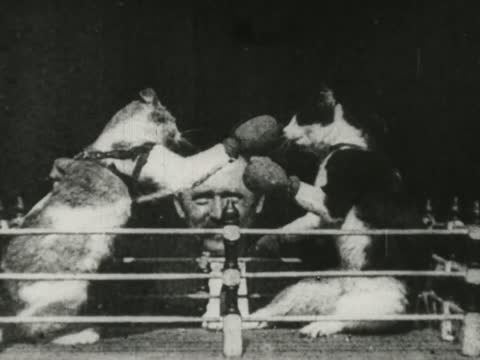 Boxing cats at Edison's studio, West Orange, New Jersey