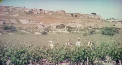 Greek Vineyard Filmed in Color, Corinth, Greece
