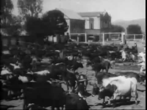 Roping Oxen on a Mexican Ranch, Atequiza, Mexico