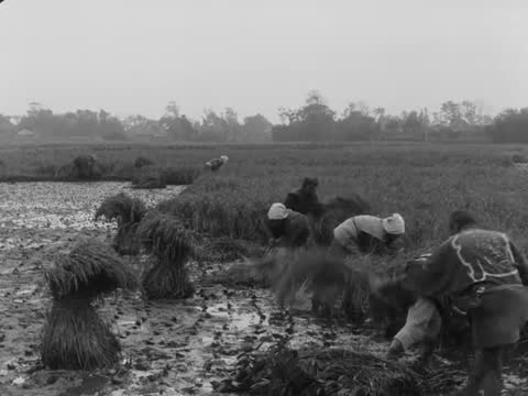 Rice Harvest in Japan, Japan